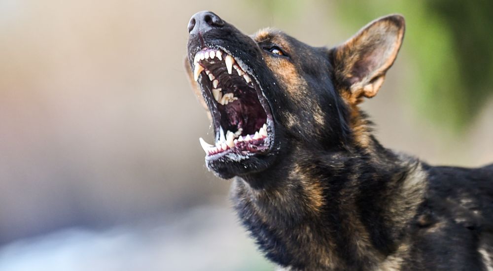 Aggressive dog shows dangerous teeth German sheperd attack head detail