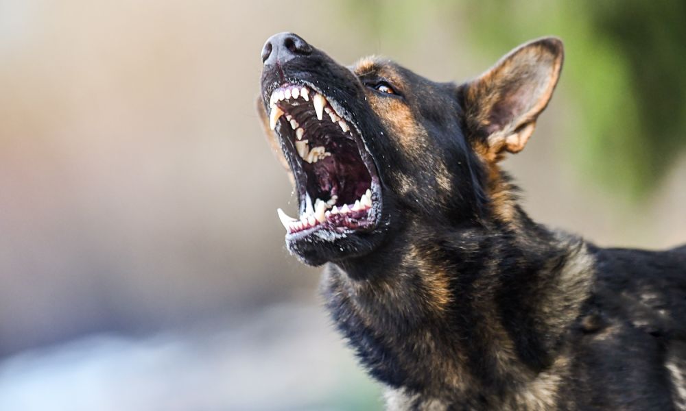 Aggressive dog shows dangerous teeth German sheperd attack head detail